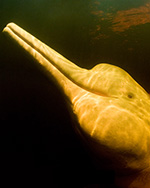 WWF - Pink river dolphin WWF - Pink river dolphin