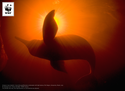 Download free Wallpapers for Mac, PC or Tablets